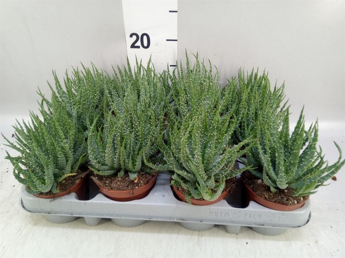 <h4>Aloe humilis</h4>