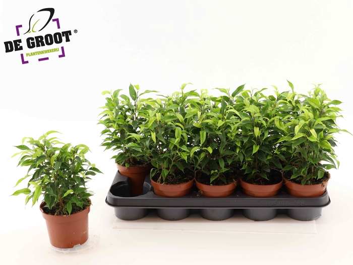 <h4>Fic Be Natasja</h4>