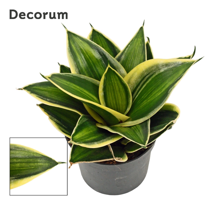 <h4>Sansevieria Hahnii 9 cm Stars & Stripes (Decorum)</h4>