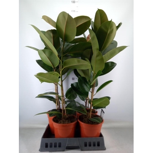 Ficus elastica 'Robusta'