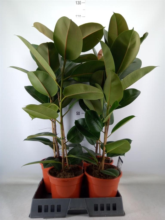 <h4>Ficus elastica 'Robusta'</h4>