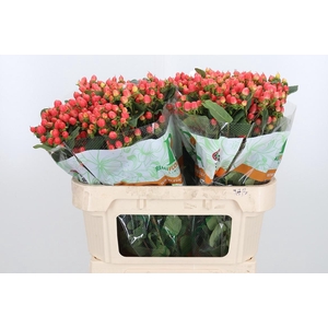 Hyp Mag Roy Princess