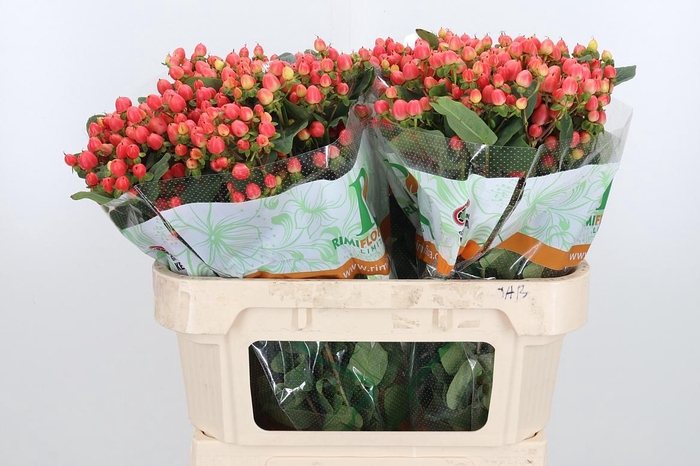 <h4>Hyp Mag Roy Princess</h4>