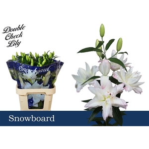 Li Or Double Snowboard 5+