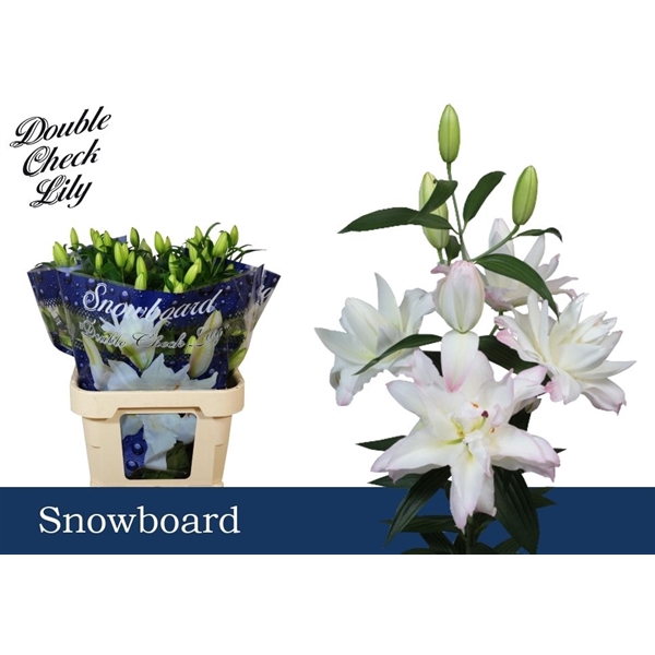 <h4>Li Or Double Snowboard 5+</h4>