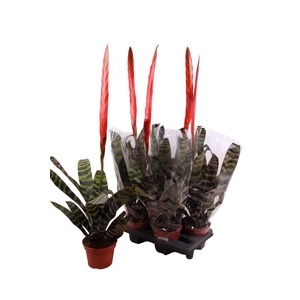 Vriesea Era 15Ø 90cm