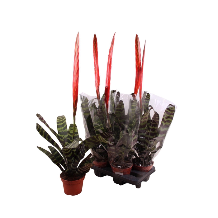 <h4>Vriesea Era 15Ø 90cm</h4>