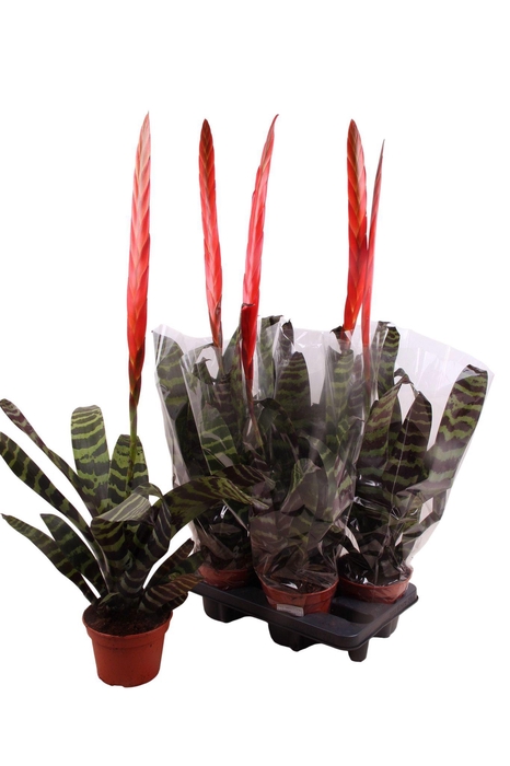 Vriesea Era 15Ø 90cm