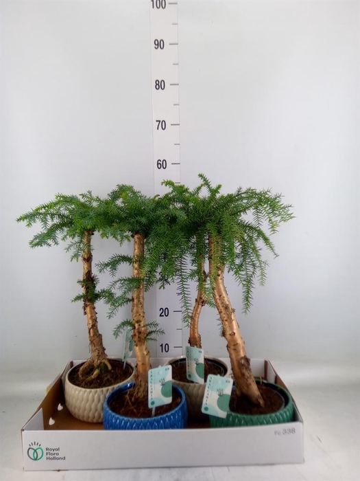 <h4>Araucaria   ...</h4>