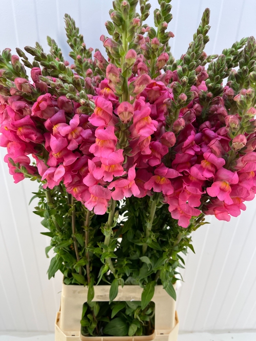<h4>ANTIR ANTIBES ROSE</h4>