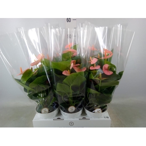 Anthurium andr. 'Spirit'