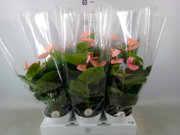 <h4>Anthurium andr. 'Spirit'</h4>