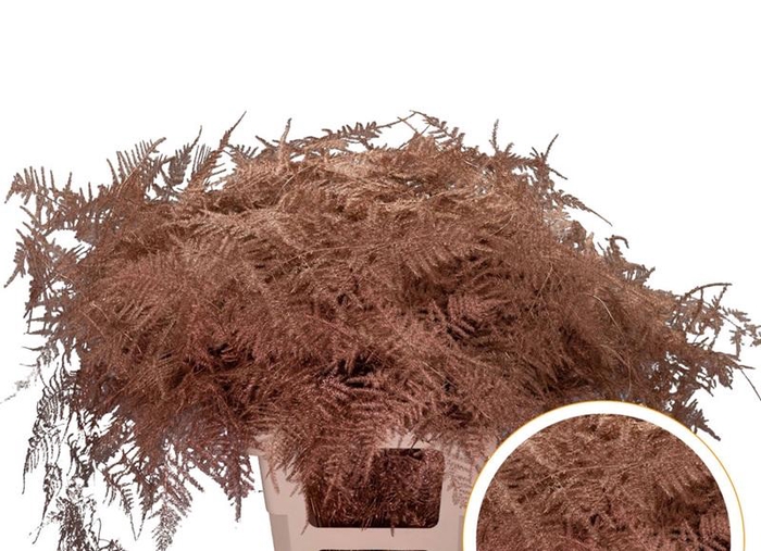 <h4>Asparagus Ex Veren Copper x50</h4>