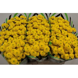 CHR SAN AURINKO X50 PER BLIK