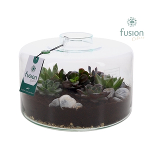 Green Bottle Kyra XLarge met Succulenten