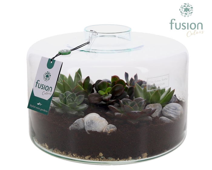 <h4>Green Bottle Kyra XLarge met Succulenten</h4>