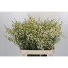 Chamelaucium Ofir
