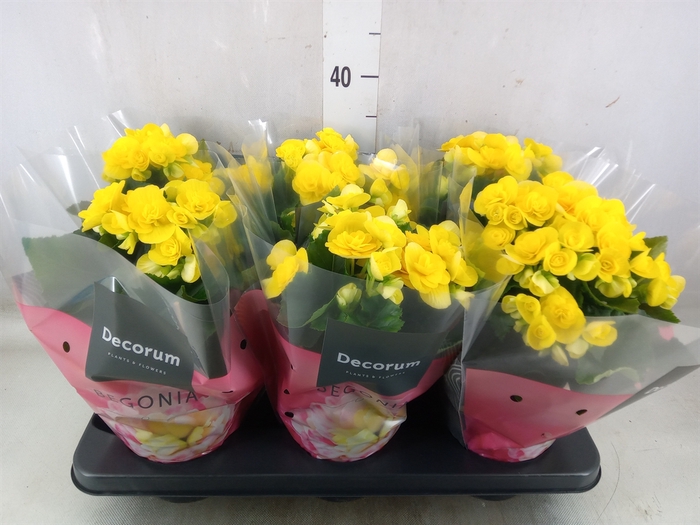 <h4>Begonia elat. HL 'Rebecca'</h4>