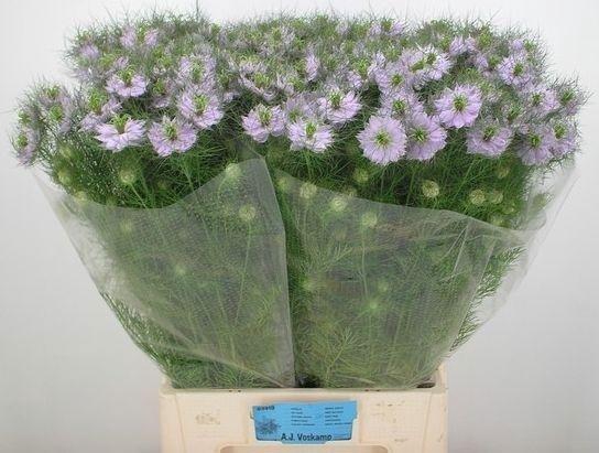 <h4>NIGE D BABY PINK</h4>