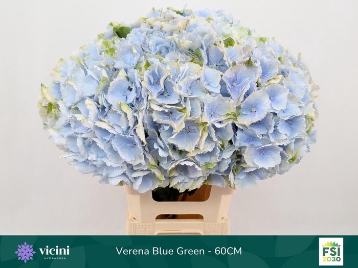 <h4>HYDR M CH VERENA BL</h4>