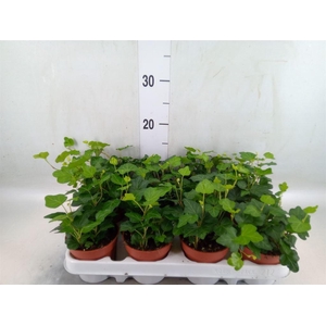 Hedera helix 'Wonder'