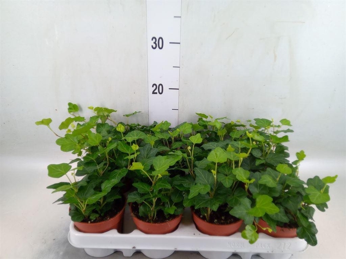 <h4>Hedera helix 'Wonder'</h4>