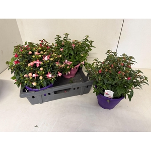 FUCHSIA B F MIXK