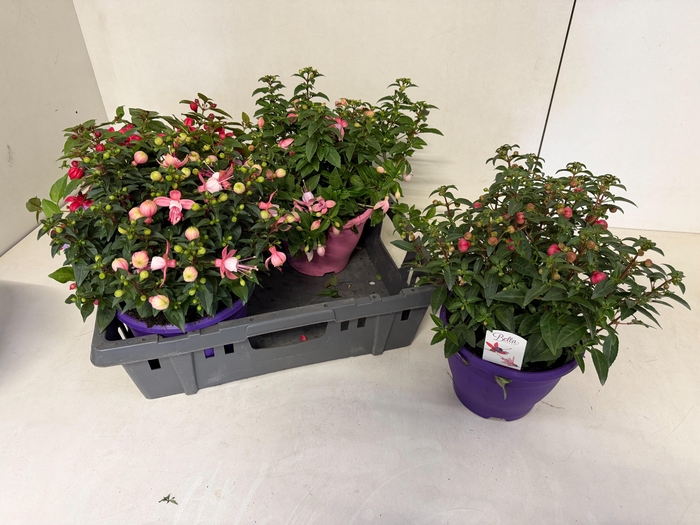 <h4>Fuchsia B F Mixk</h4>