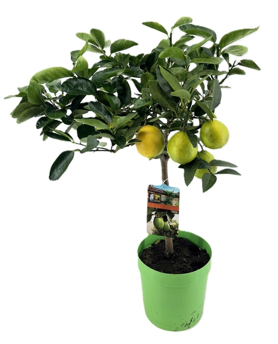 <h4>Citrus lime</h4>
