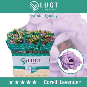 Lisianthus Corelli Lavender