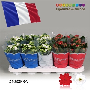 Kalanchoe Moments - France flag