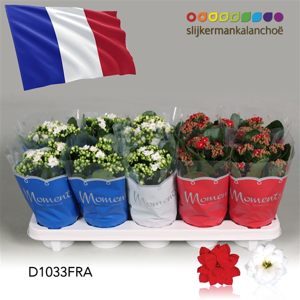 <h4>Kalanchoe Moments - France flag</h4>