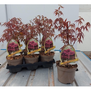 Acer palmatum Atropurpureum