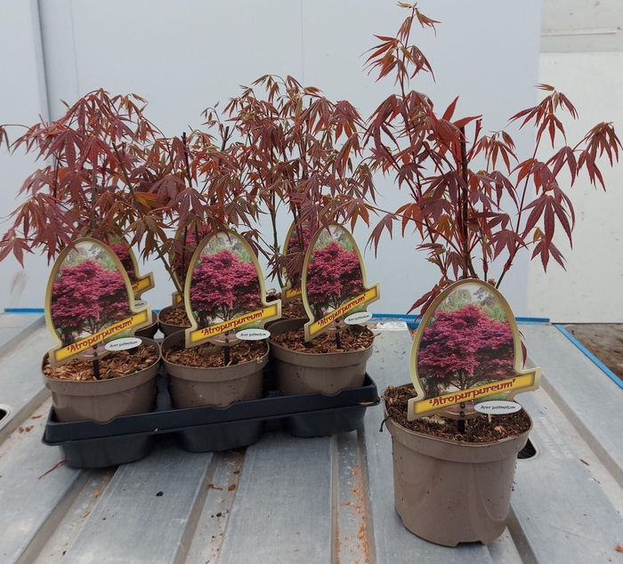 <h4>Acer palmatum Atropurpureum</h4>