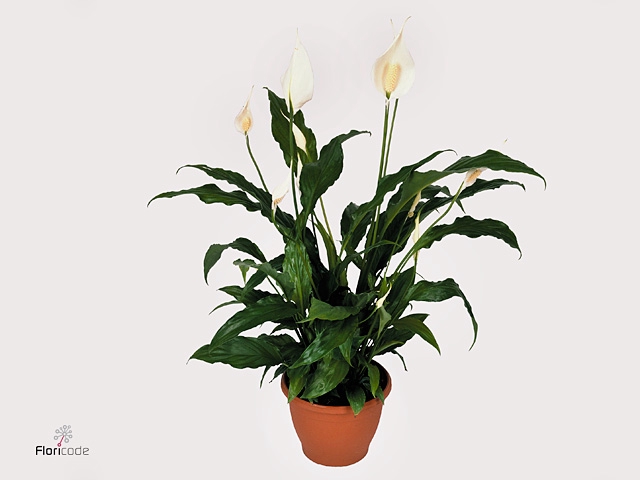Spathiphyllum Sweet Chico 7+ A2