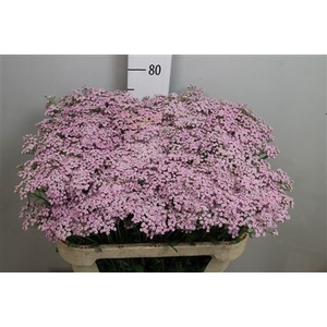 Achil M Lilac Beauty