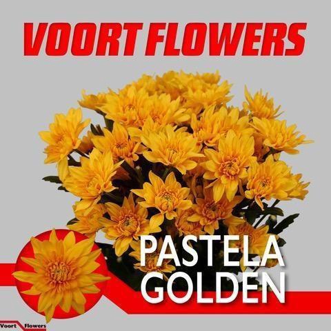 <h4>CHR T PASTELA GOLDEN</h4>