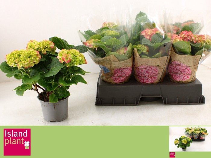 <h4>HYDR M FREUDENSTEIN</h4>