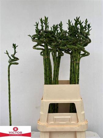 <h4>Drac Lucky Bamboo Extra</h4>