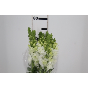 BOCA DE LEAO POTOMAC WHITE 070 CM