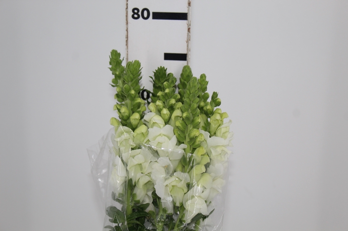 <h4>BOCA DE LEAO POTOMAC WHITE 070 CM</h4>
