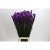 Liatris Callilepis