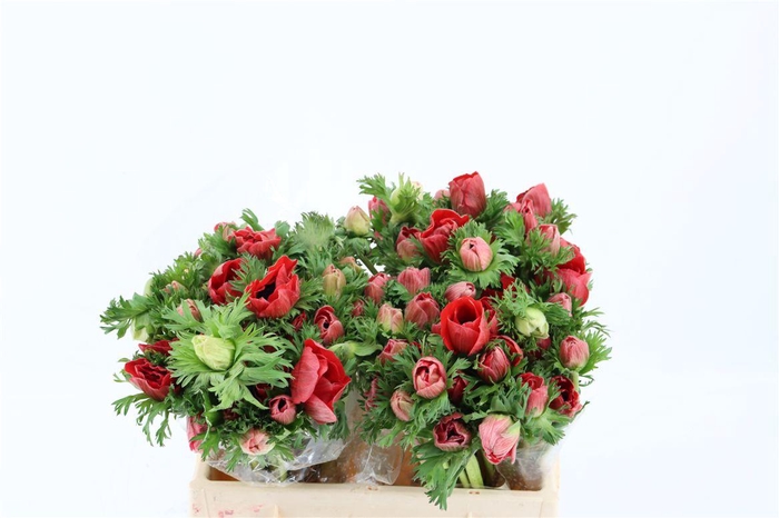 <h4>Anem Marianne Red</h4>