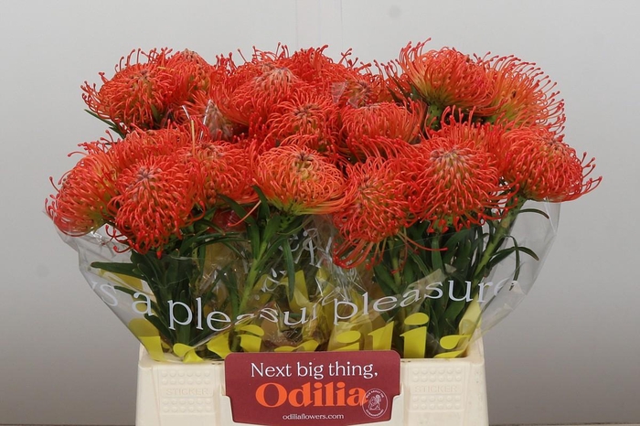 <h4>Nutans Succession</h4>