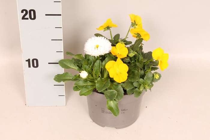 Viola Bellis 13 cm Yellow, White