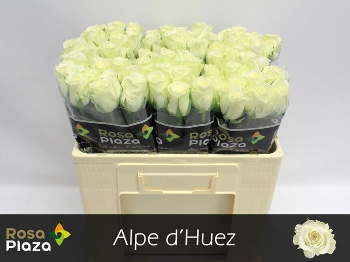 <h4>R GR ALPE DHUEZ</h4>