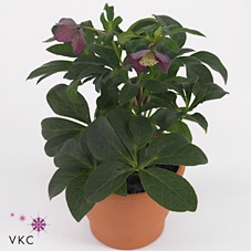 Helleborus  'Lucy Black'