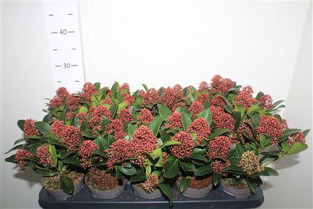 <h4>Skim J Rubella 7+ Xtra</h4>