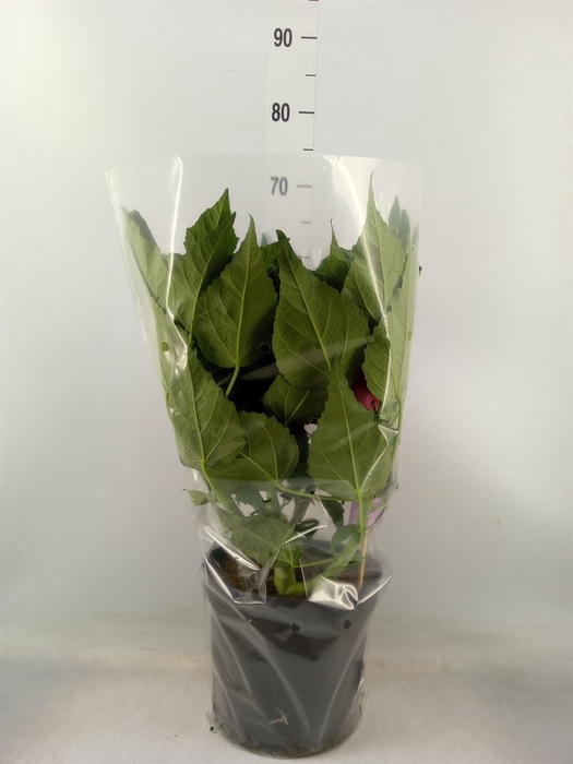 <h4>Hibiscus mosch. 'Extreme Hot Pink'</h4>