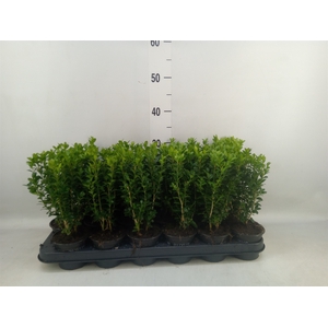 Buxus semp.   ...